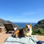 corgo